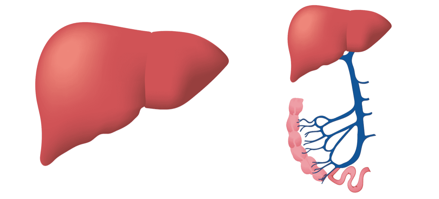Learn About Autoimmune Hepatitis The GI Docs