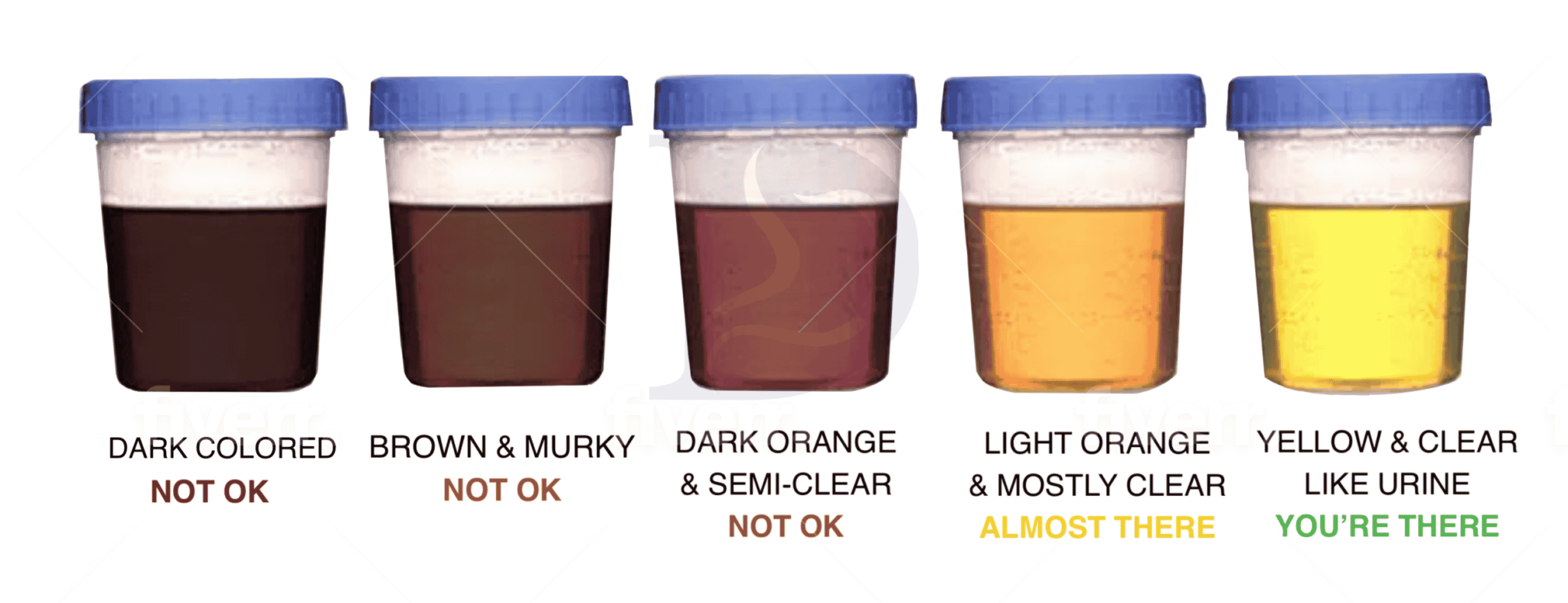 Prepare for your Procedure Digestive & Liver Health Specialists