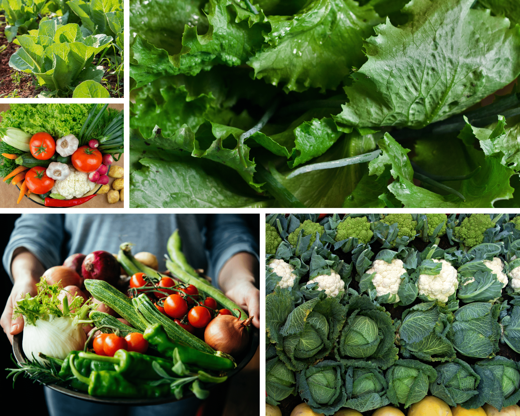 Green Natural Vegetables Photo Collage
